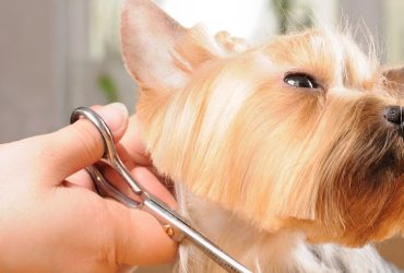 How to keep your dog cool this summer